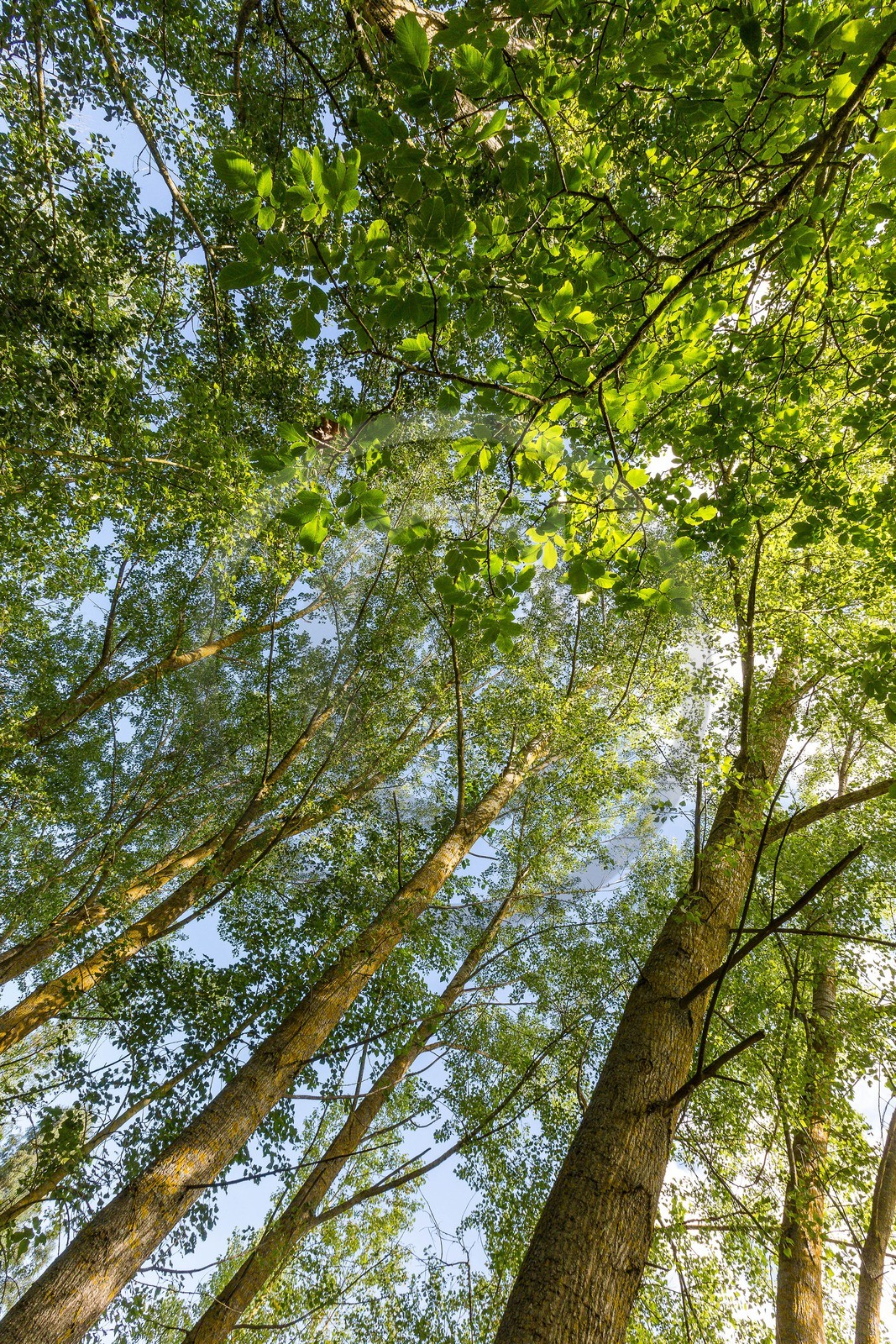 ENS de l'Isère, Marais de Chirens