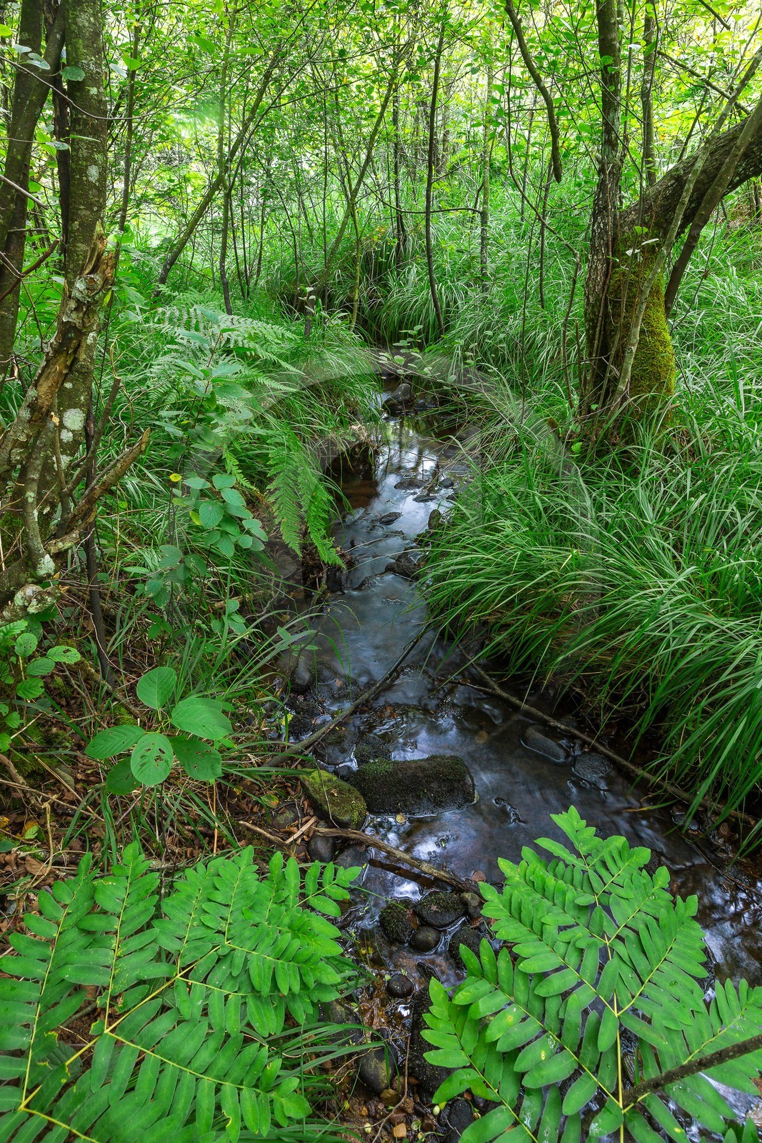 ENS de l'Isère, Tourbière des Planchettes, Osmonde royale (Osmunda regalis)