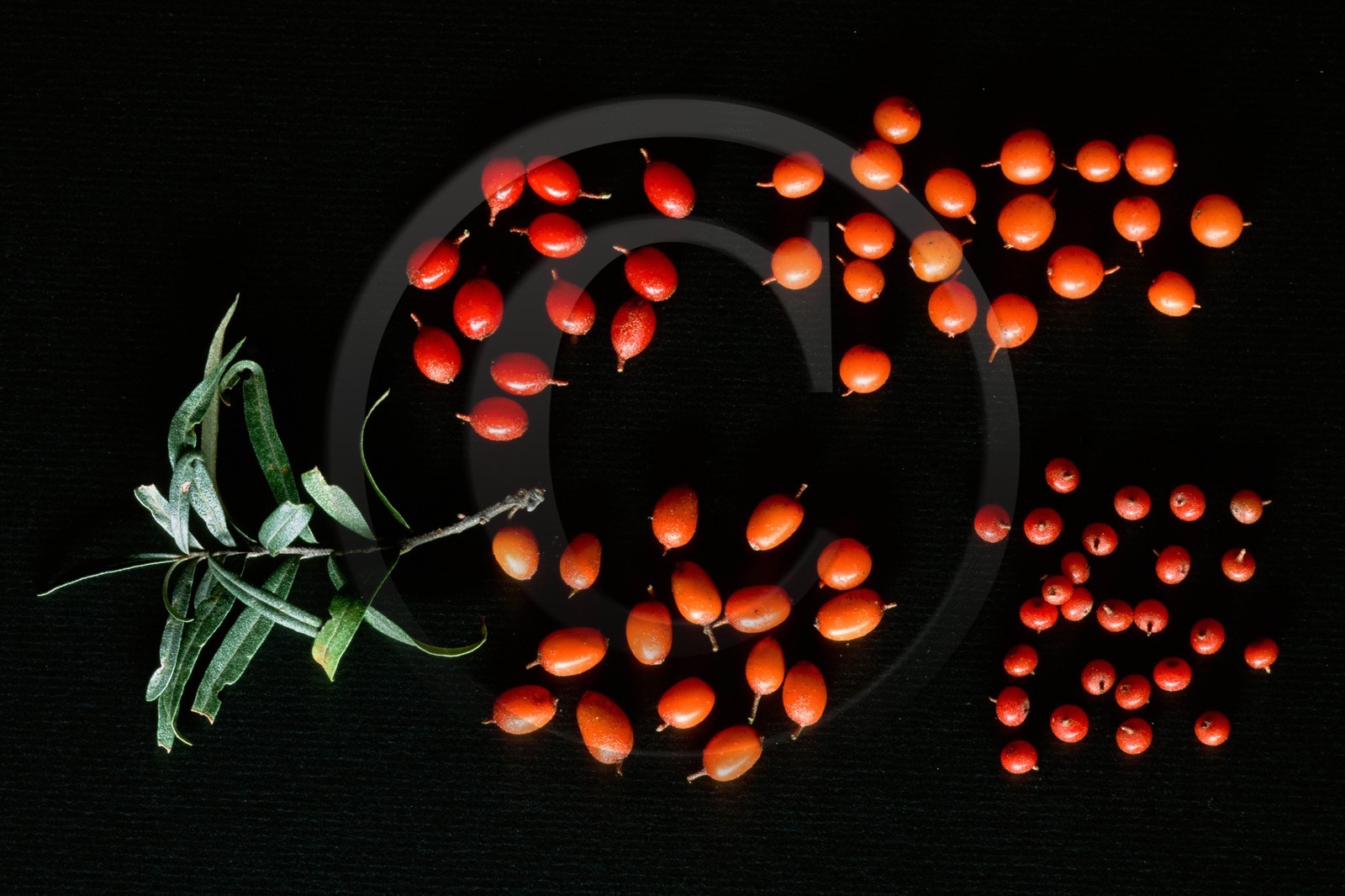 Argousier, différentes variétés de fruits d'argousier