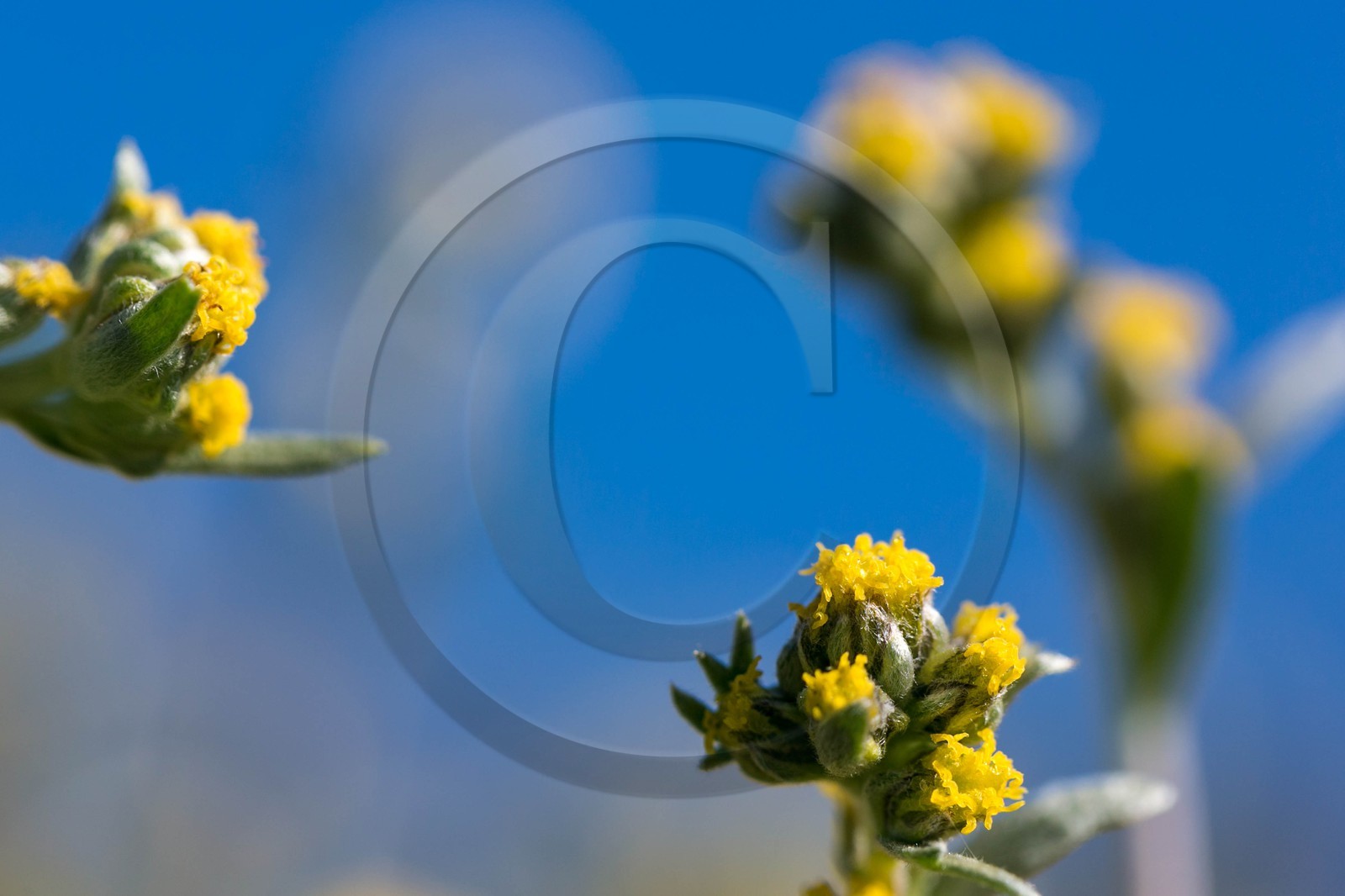 Orcières 1850, Bruno Gonnon agriculteur bio de génépi
