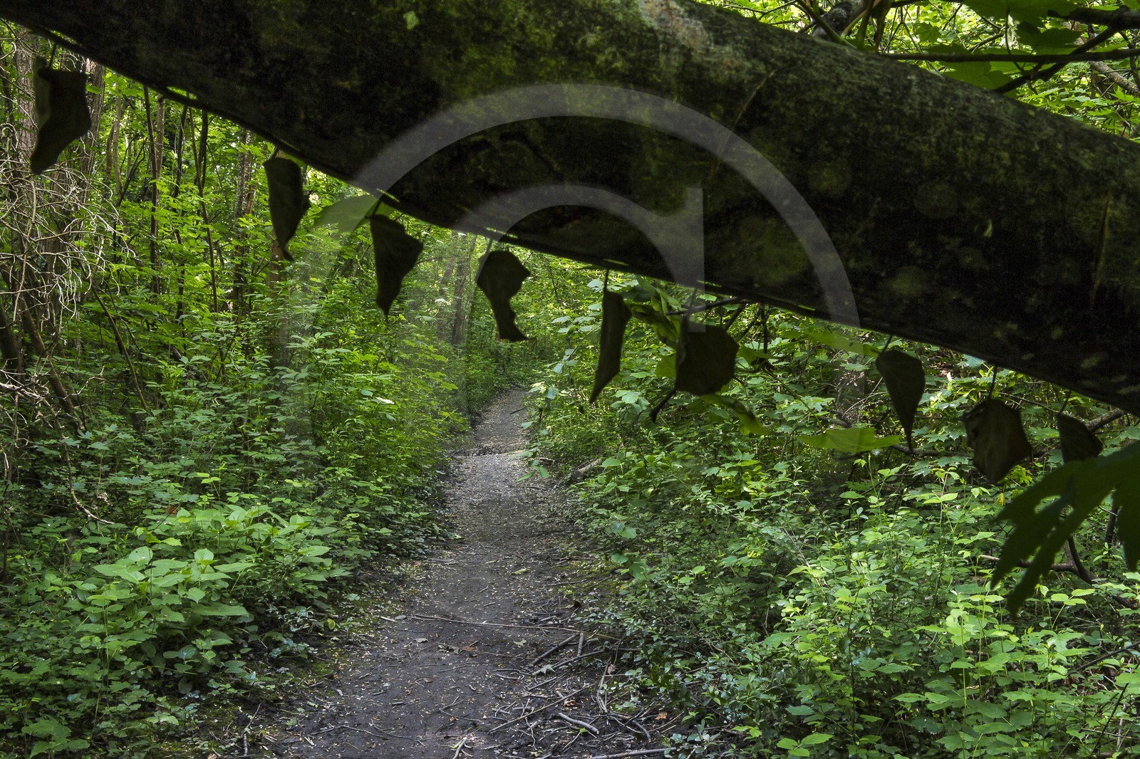 ENS de l'Isère, bois de la Bâtie