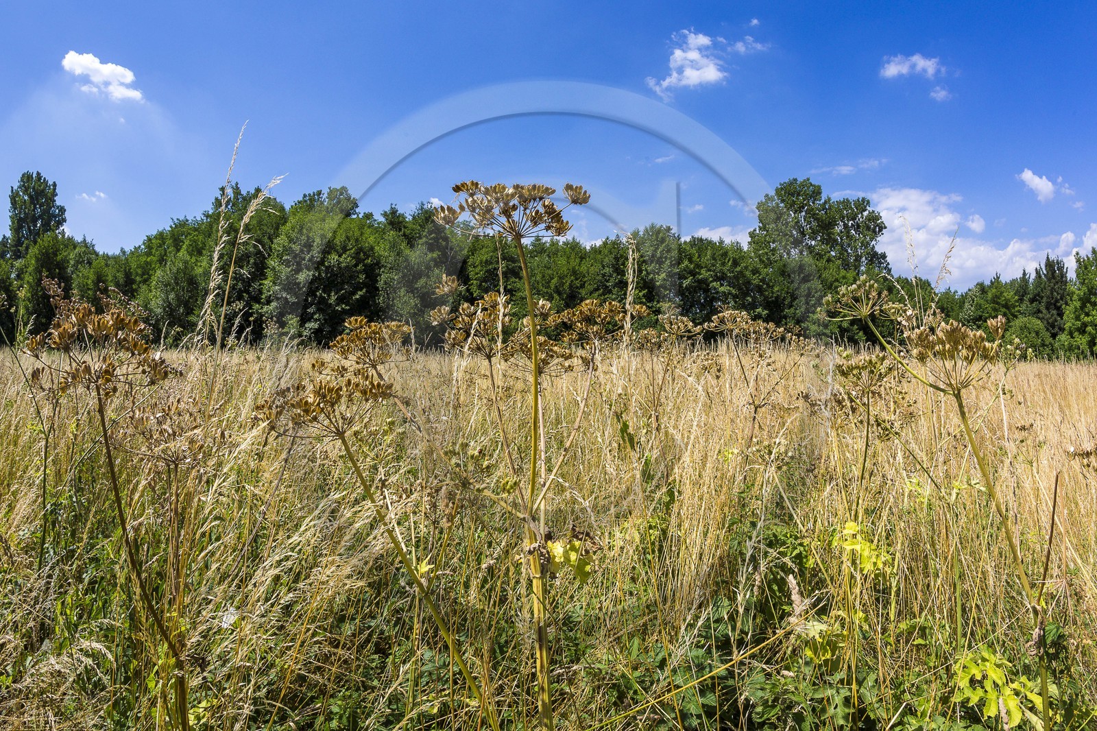 ENS de l'Isère, Zone humide de la Merlière