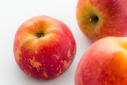 Noëlle et Franck Jacob, producteurs de fruits