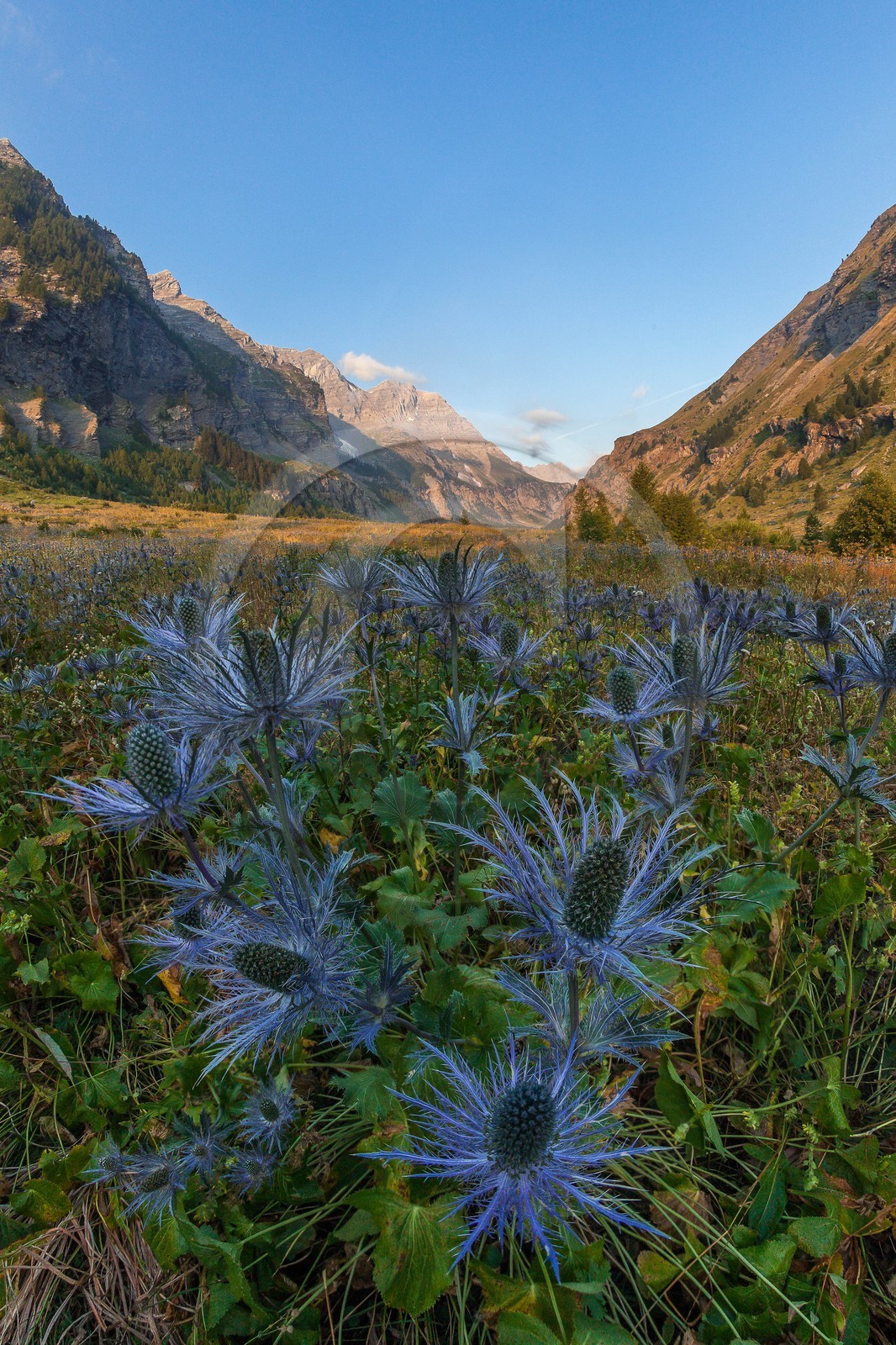 Chardon Bleu, Panicaut des Alpes, Eryngium alpinum