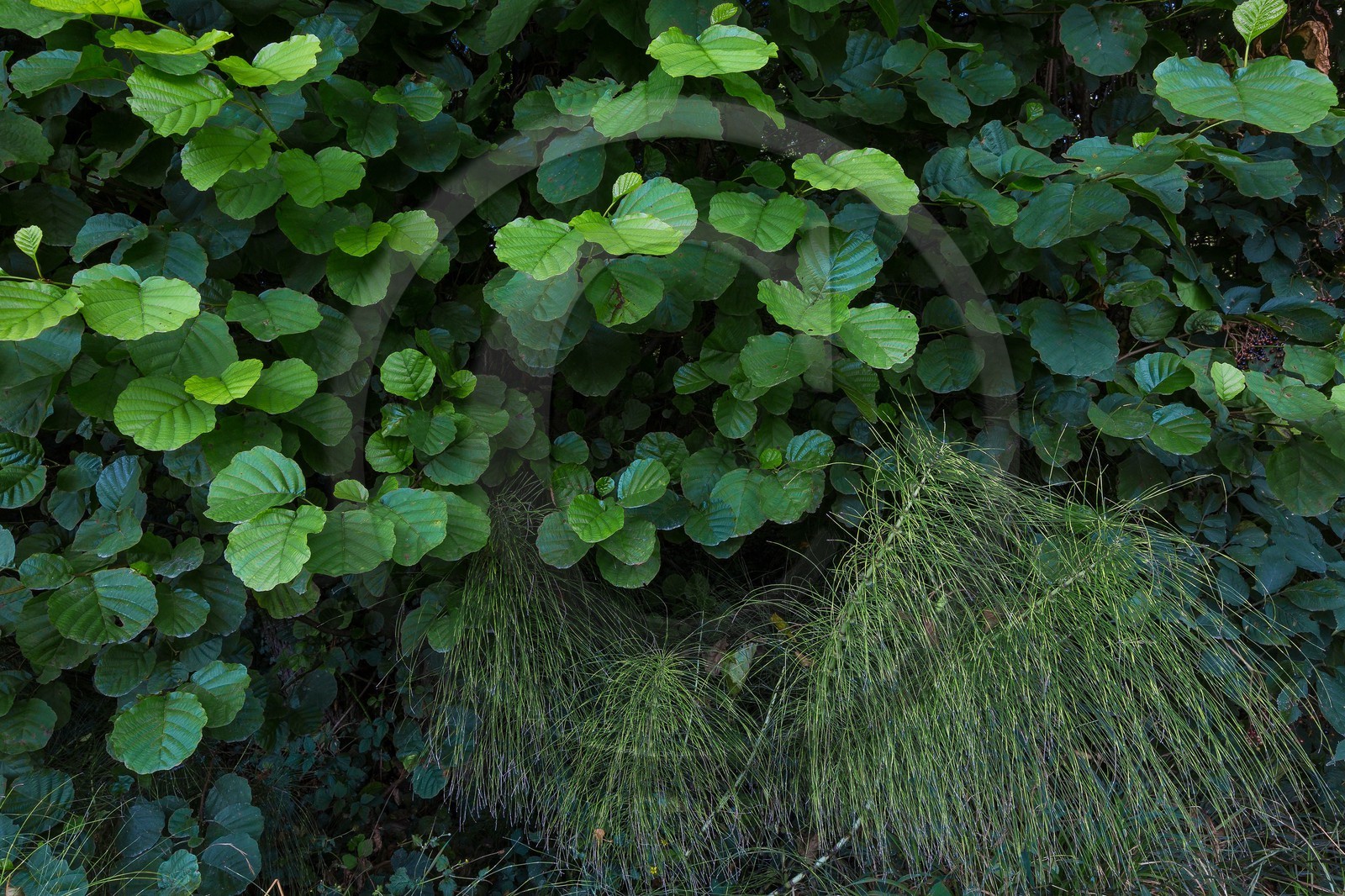 ENS de l'Isère, Boucle des Moïles