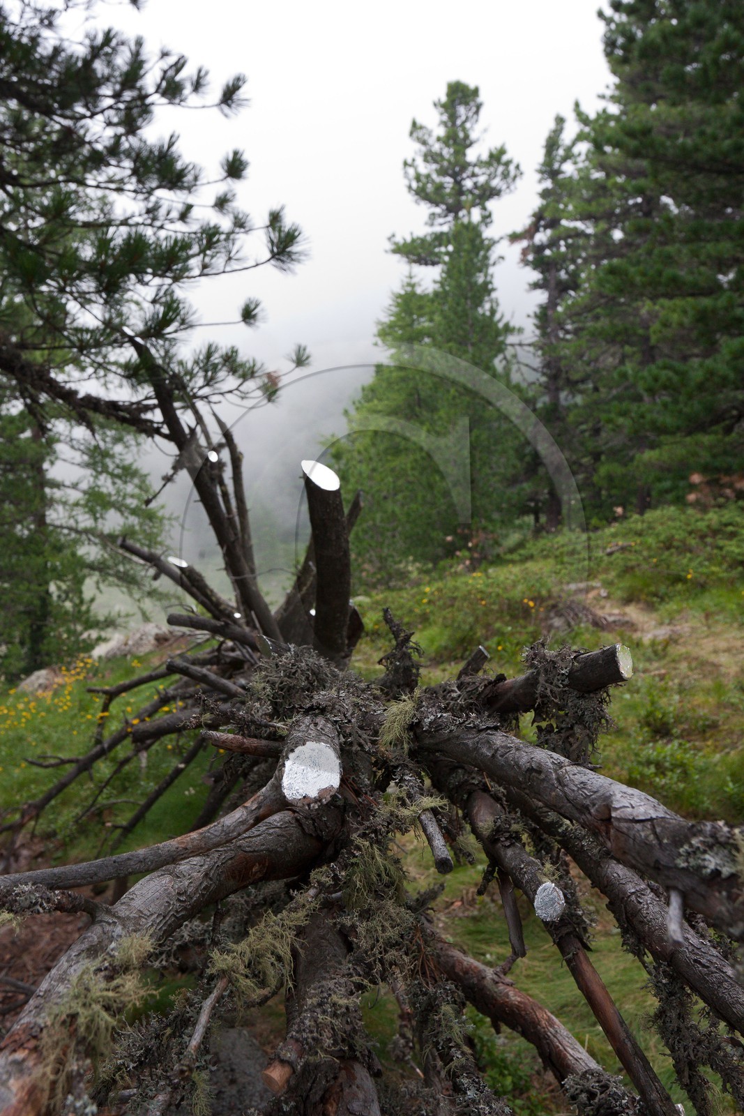 Sentiers Art et Nature Queyras et Val Varaita, Peter Gross