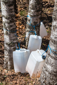 Récolte de sève de bouleau