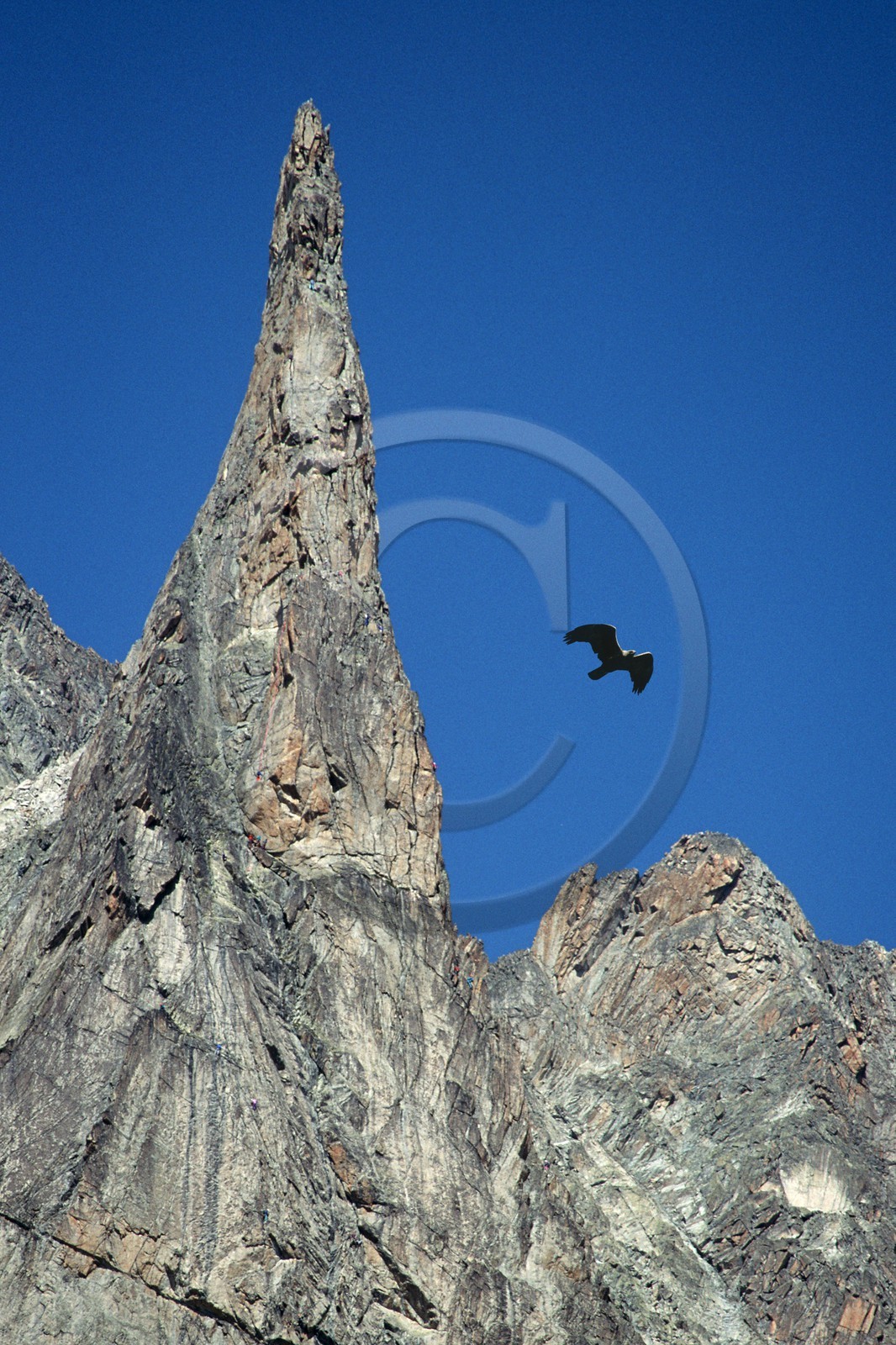 oiseau, Aigle Royal, Aquila chrysaetos