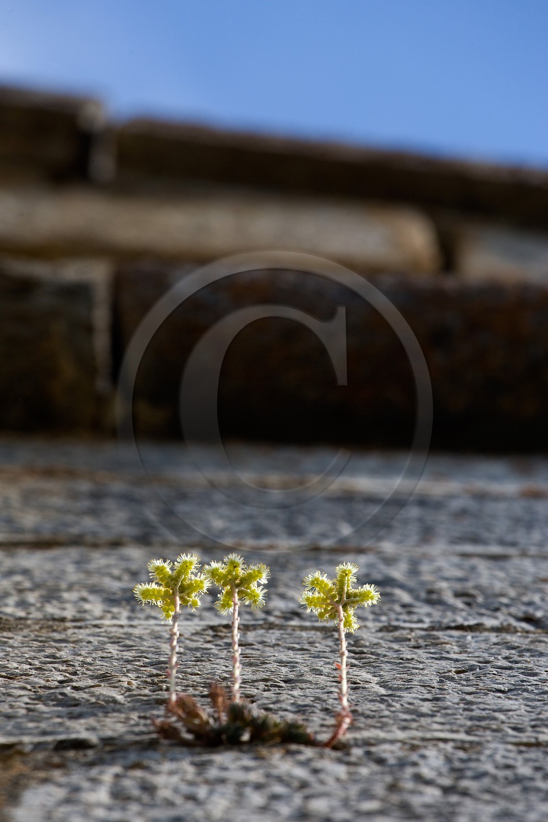 Briançon, La Communication Y