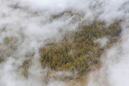 Vallée de la Tinée, mélezein