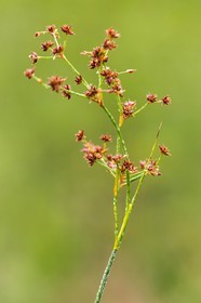ENS de l'Isère, Tourbière des Planchettes
