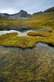Lacs du Désert de Platé, Potamogeton pusillus