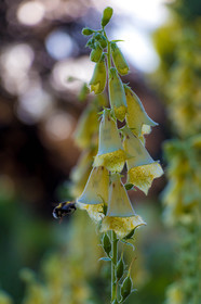 Les jardins de l'eau du Pré Curieux