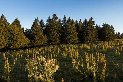 ENS de l'Isère, Plateau de la Molière et du Sornin