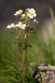 Potentille des rochers, Potentilla rupestris L