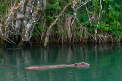 Réserve naturelle du Bout du Lac d'Annecy, Castor d'Europe (Castor fiber)