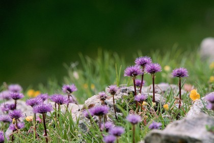 Globulaire à feuilles en cœur, Globularia cordifolia
