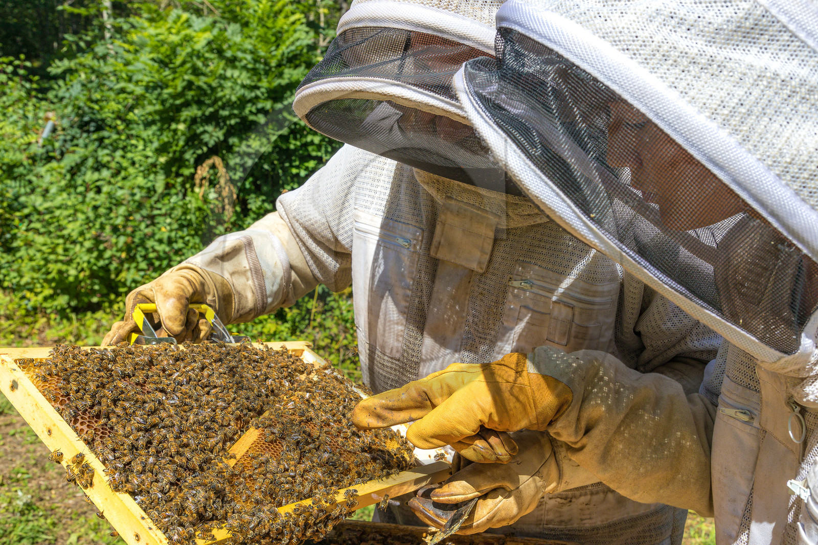Margaux et Didier Pissard, apiculteurs