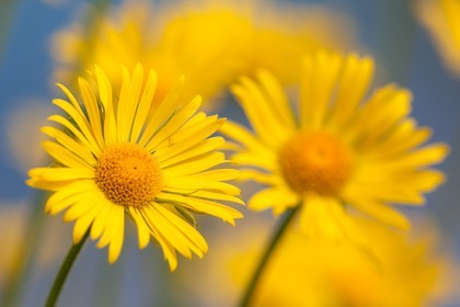 Doronic à grandes fleurs, Doronicum grandiflorum