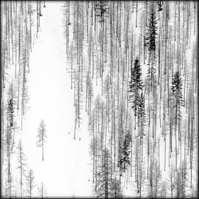 Mélèze d'Europe, Larix decidua