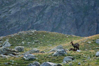Chamois, Rupicapra rupicapra