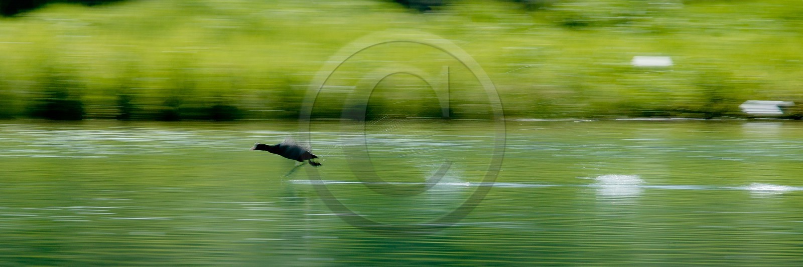 Gallinule poule d'eau