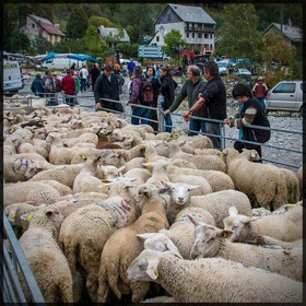 Vallée de Champoléon, Les Borels, foire au tardon