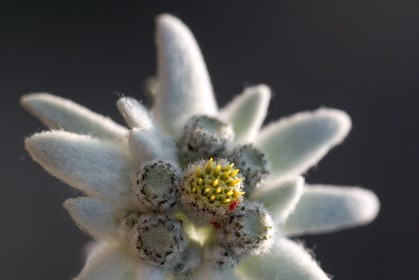 Edelweiss, Leontopodium alpinum