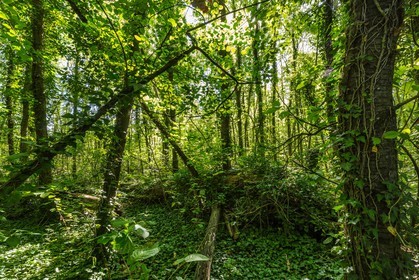 ENS de l'Isère, espace alluvial de la Rolande, forêt alluviale
