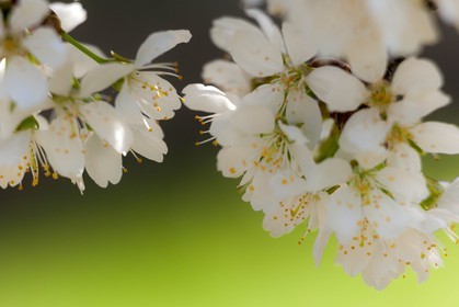 Fleur de cerisier