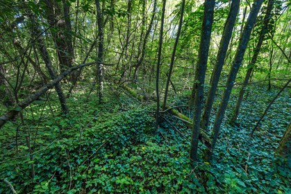 ENS de l'Isère, espace alluvial de la Rolande, forêt alluviale