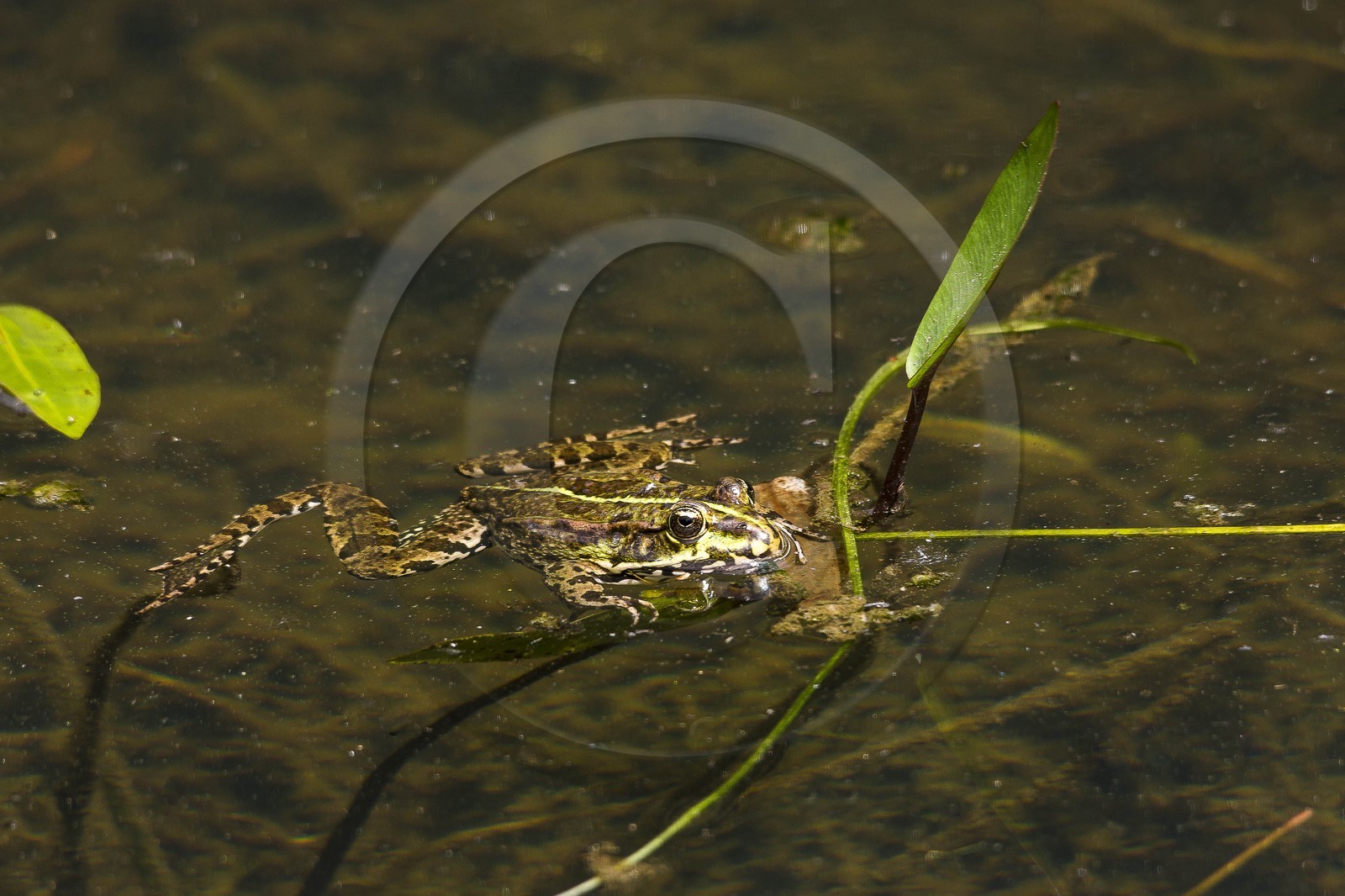 ENS de l'Isère, Boucle de la Taillat, grenouille