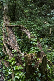 ENS de l'Isère, bois de la Bâtie