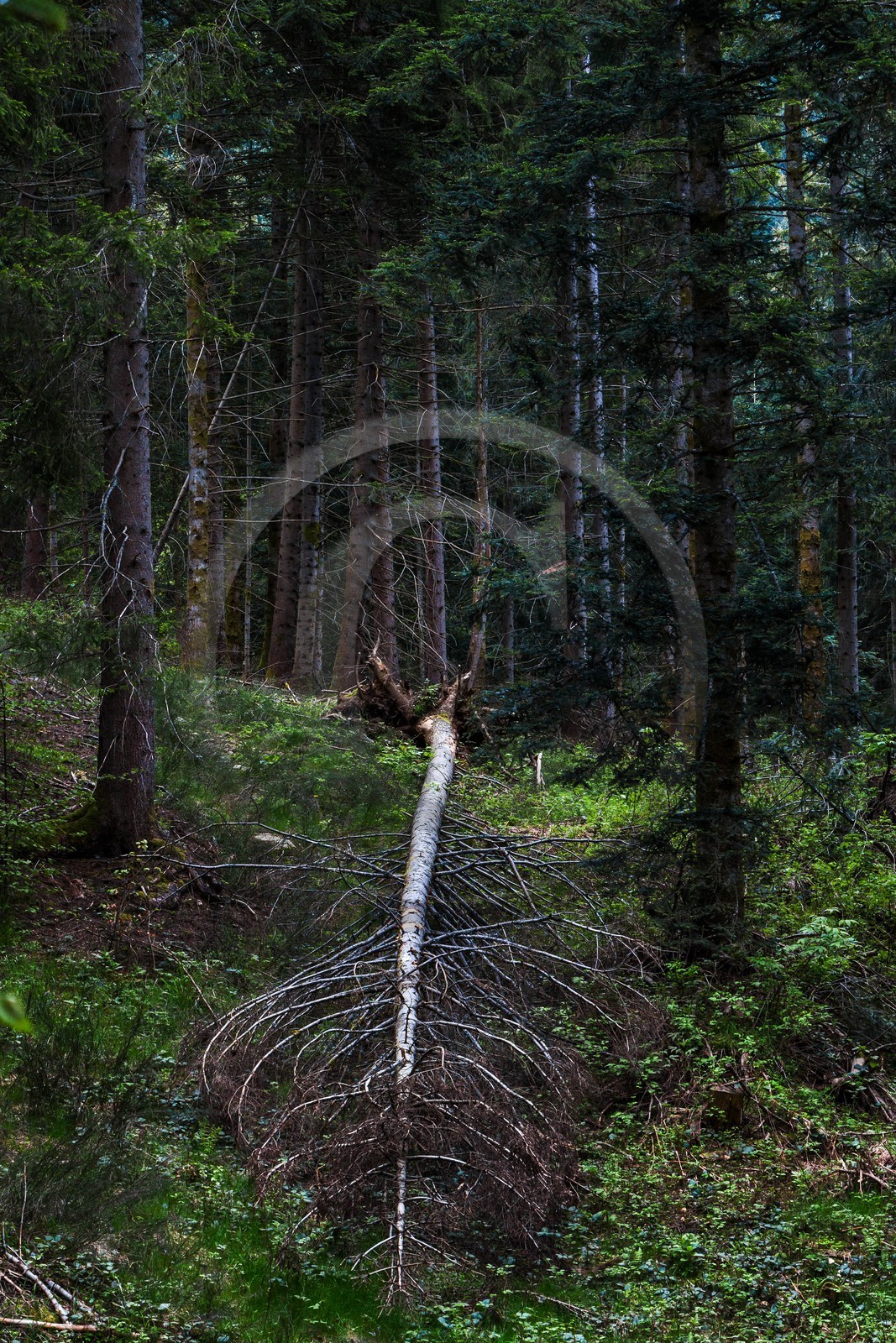 ENS de l'Isère, Marais des Seiglières