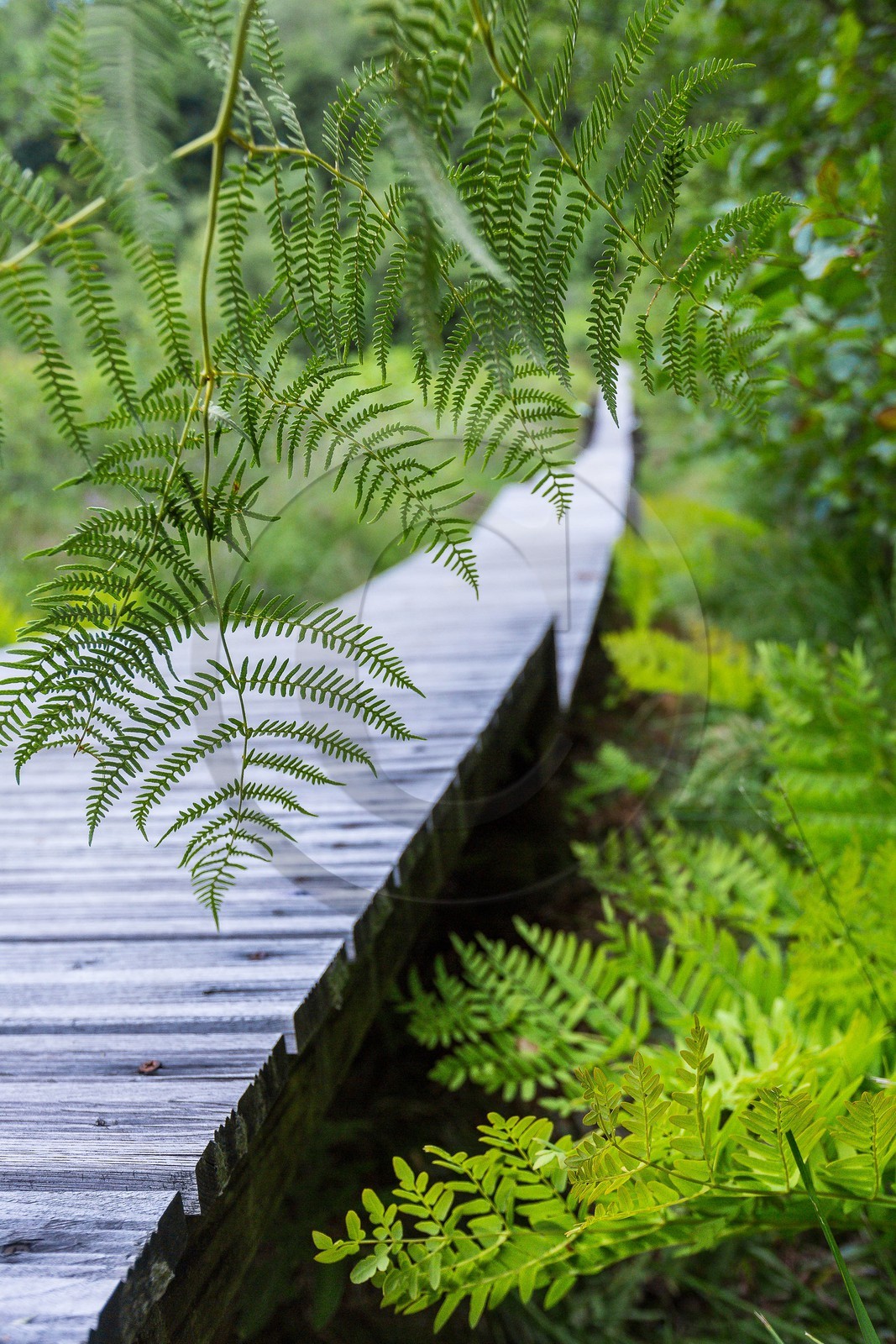ENS de l'Isère, Tourbière des Planchettes