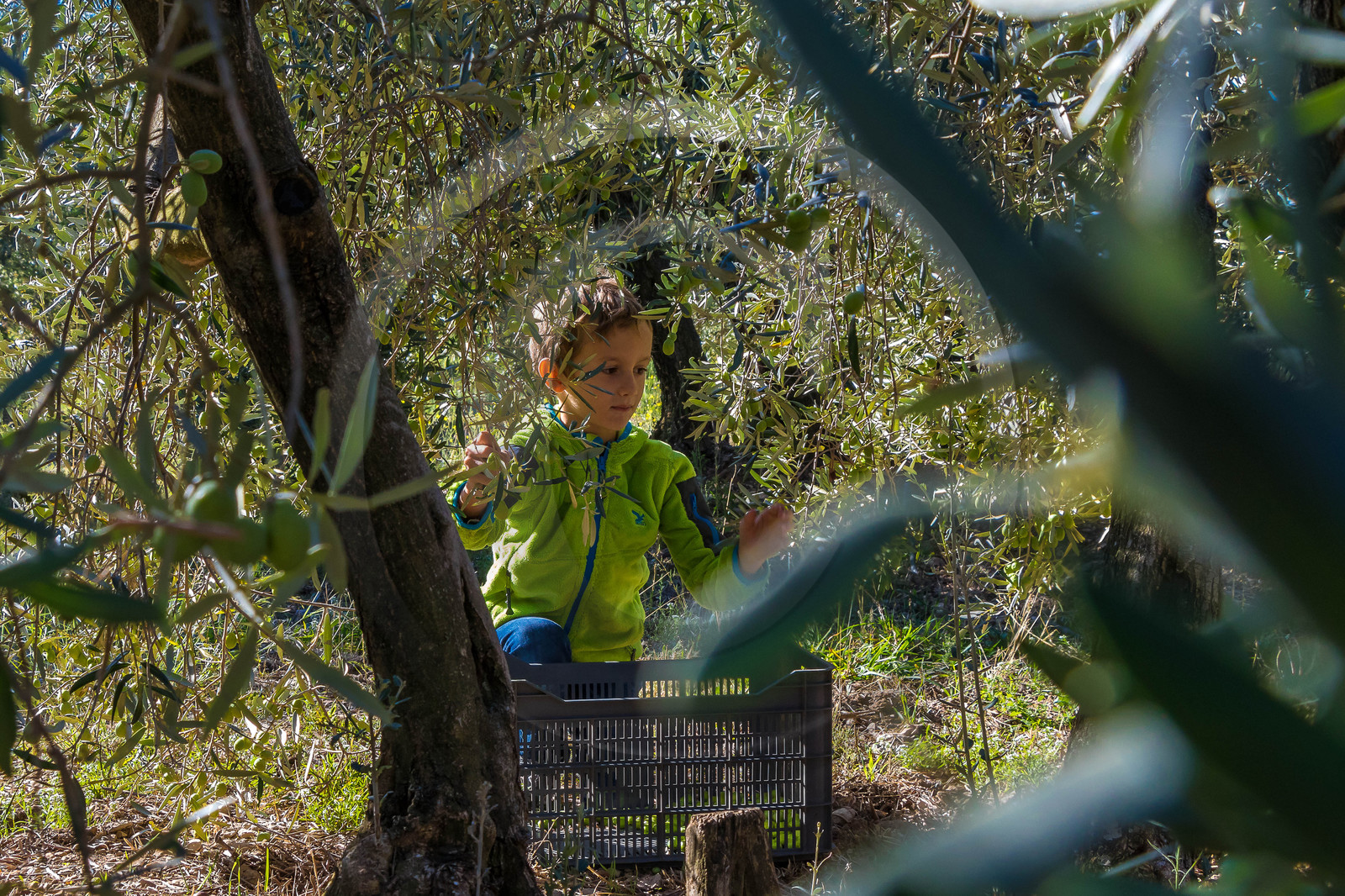 Le verger des Baux, Olivier Roman
