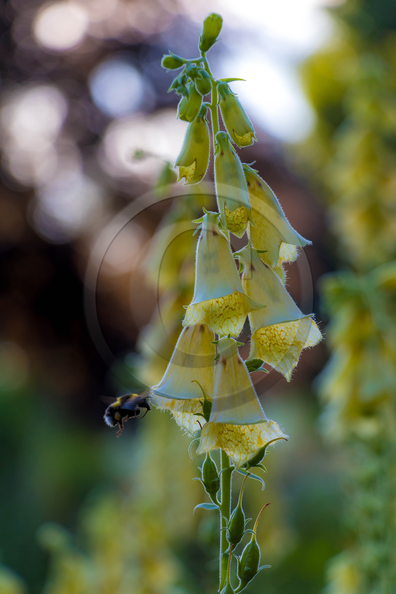 Les jardins de l'eau du Pré Curieux