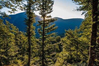Les Monges, forêt domaniale des Monges