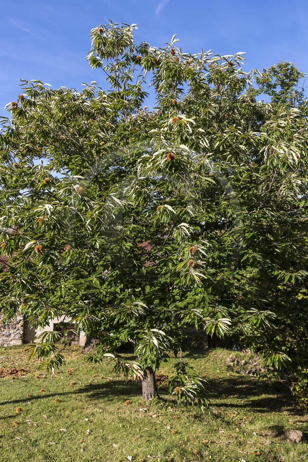 Valdeblore, Saint-Dalmas, chataigneraie de Monsieur Morino