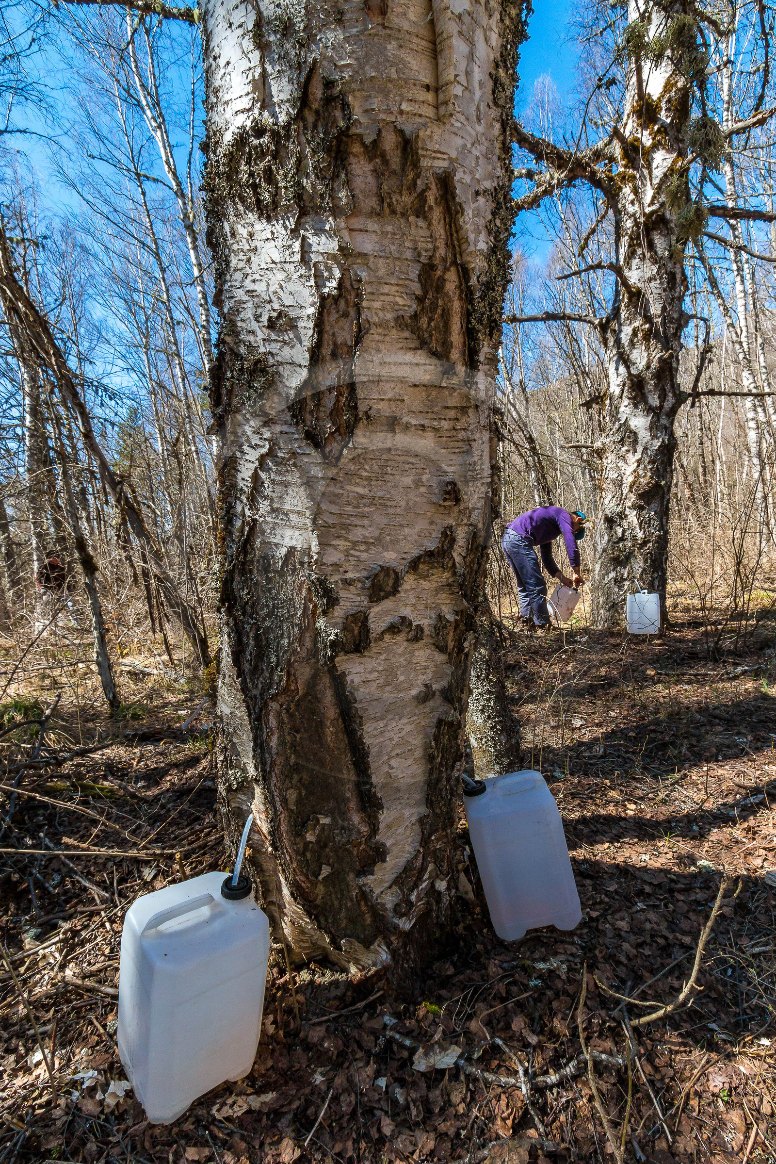 Récolte de sève de bouleau