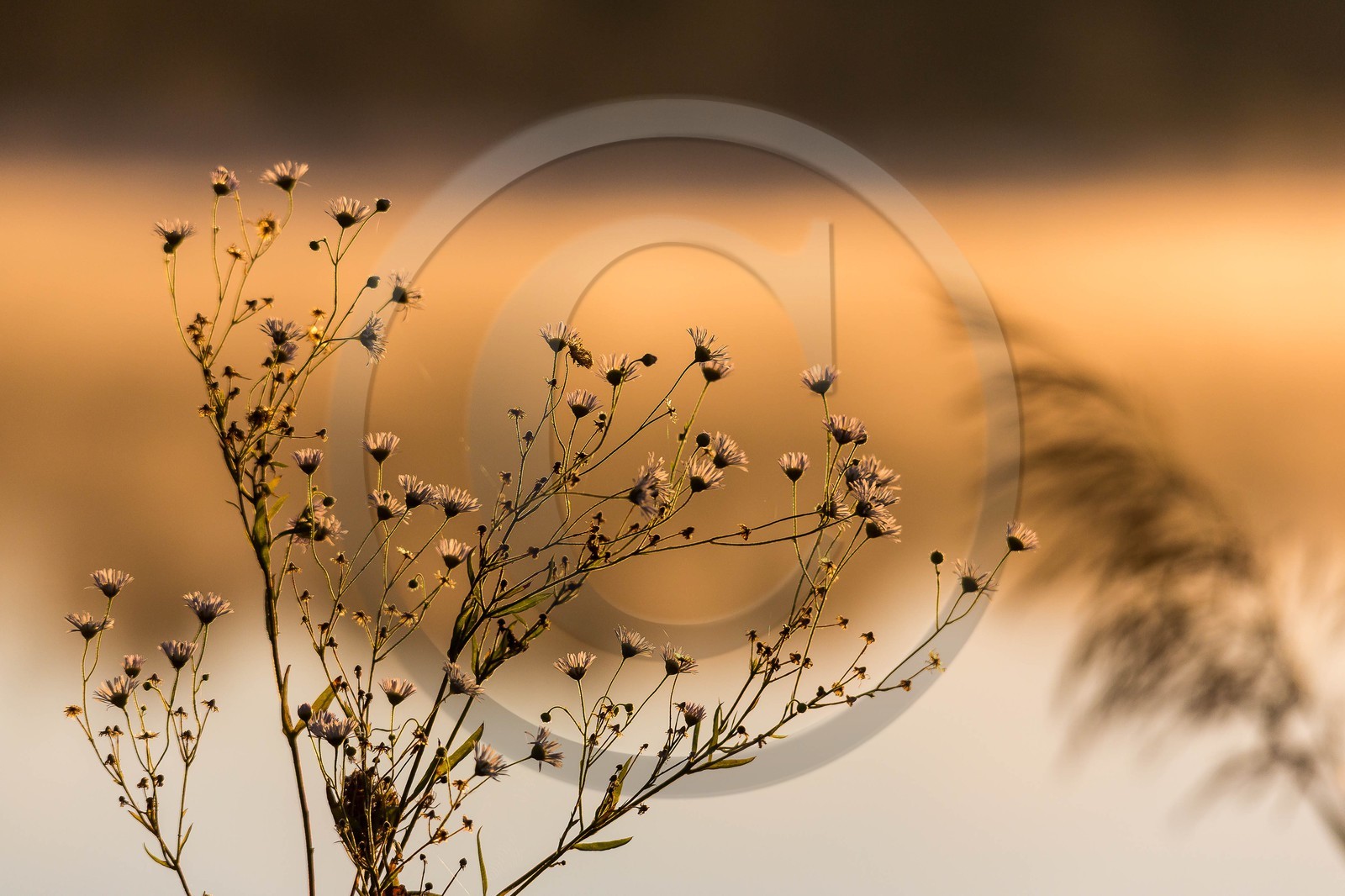 ENS de l'Isère, étang de Montjoux
