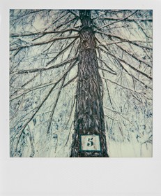 Exposition Arbres et petites forêts, éloge de la biodiversité