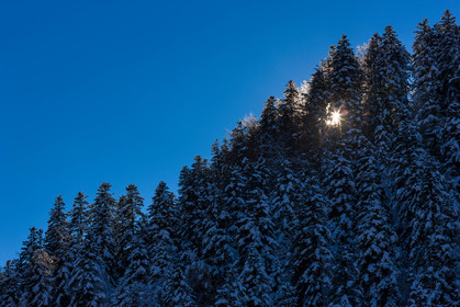 Mélèze d'Europe, Larix decidua