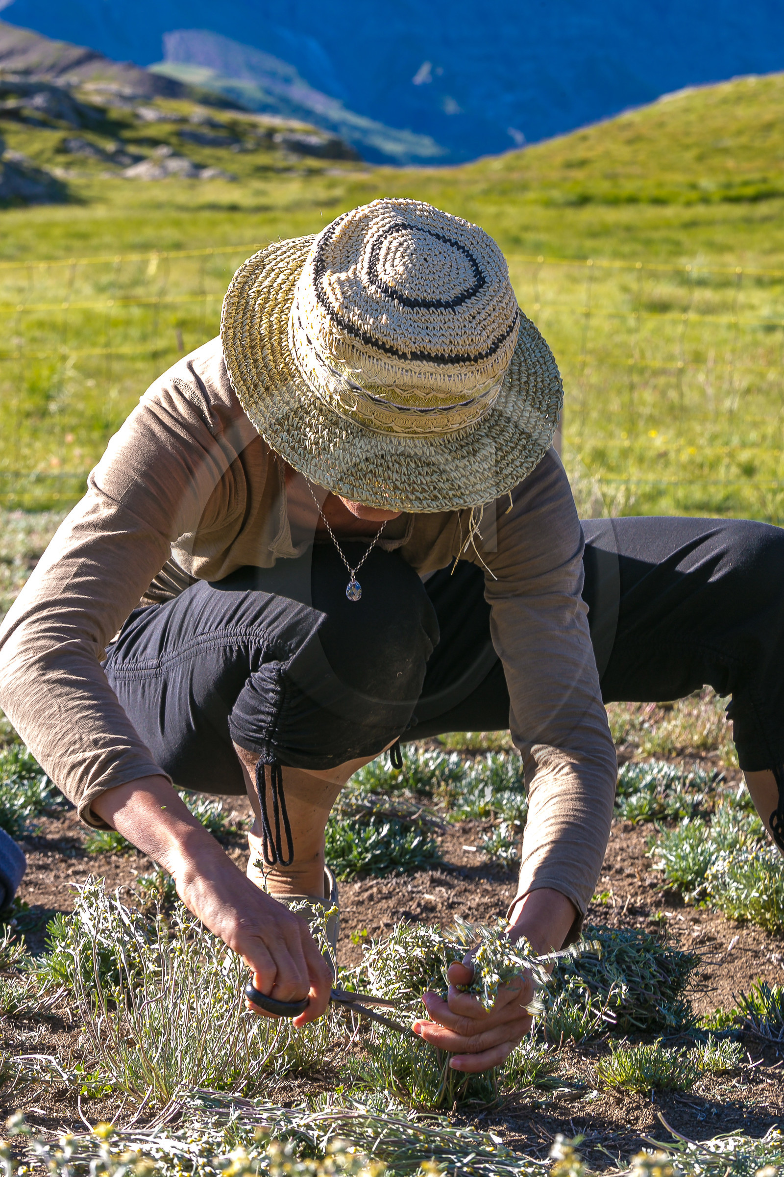 Bruno Gonnon, cultivateur de génépi bio