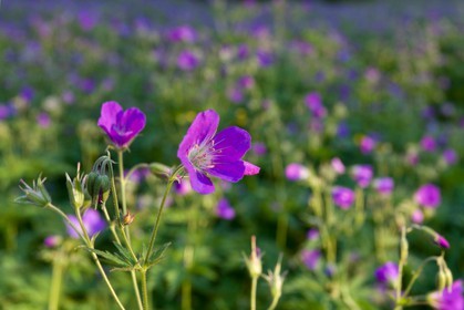 Géranium des bois; Geranium silvaticum