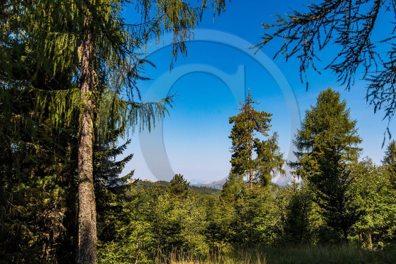 Les Monges, forêt domaniale des Monges