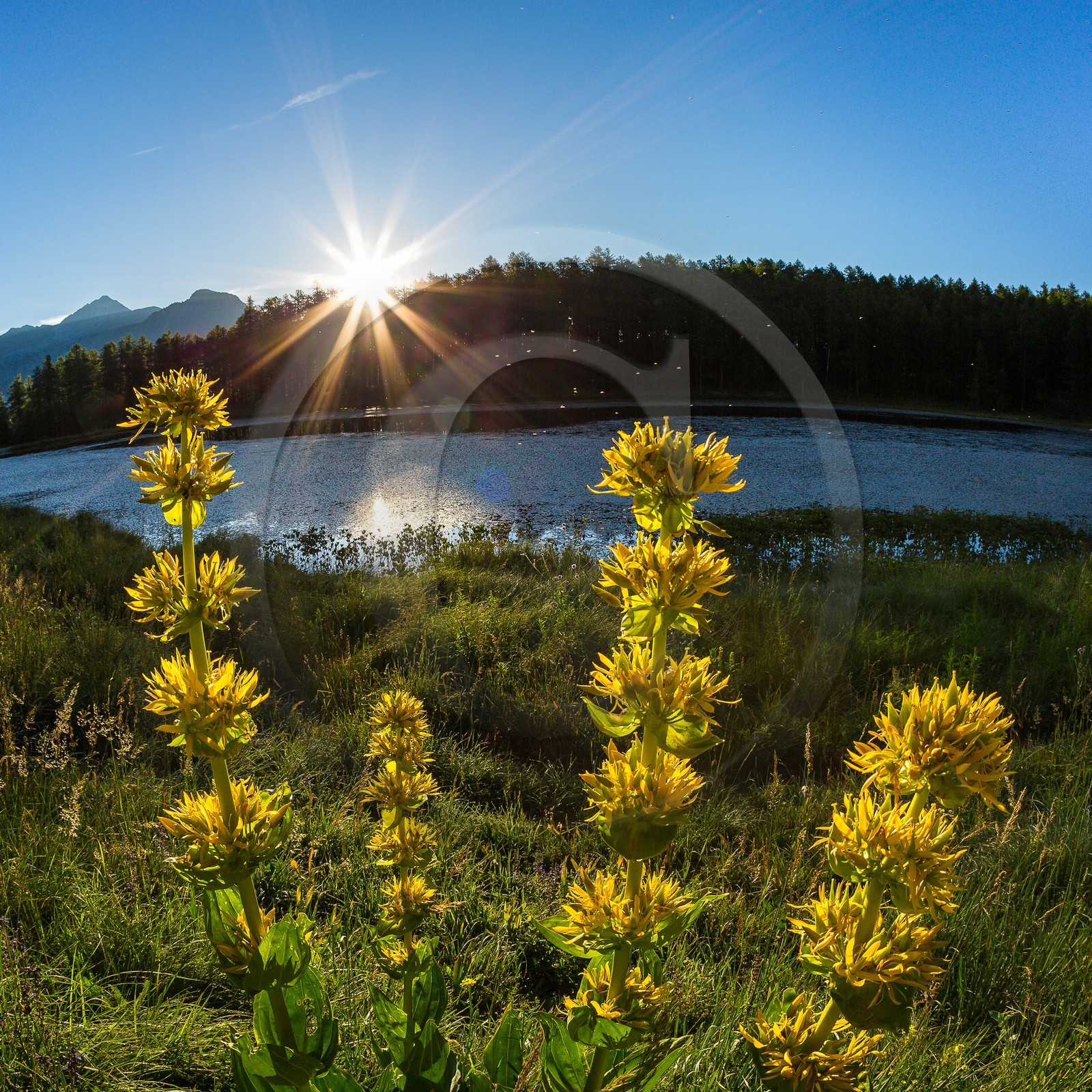 Parc naturel régional du Queyras, lac de Roue, gentiane jaune, Gentiana lutea