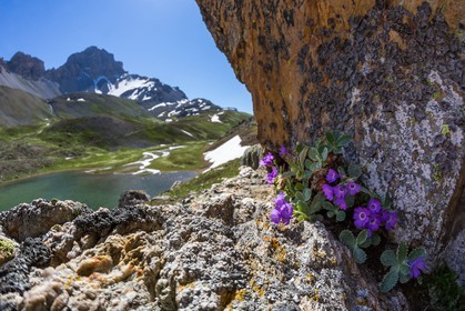 Lac de l'Orrenaye, Primevère marginée, Primula marginata