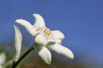 Edelweiss, Leontopodium alpinum