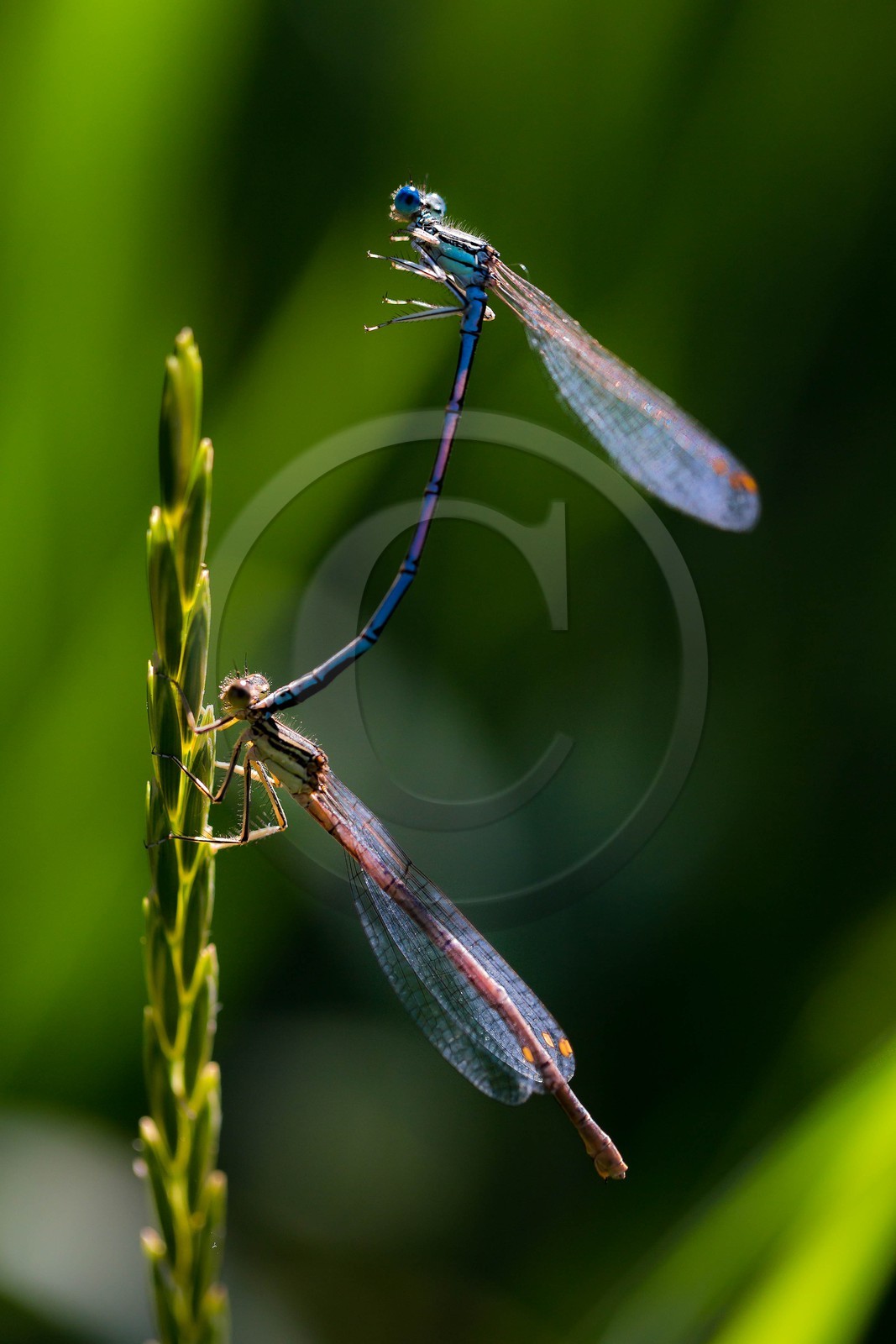 ENS de l'Isère, , le méandre des Oves